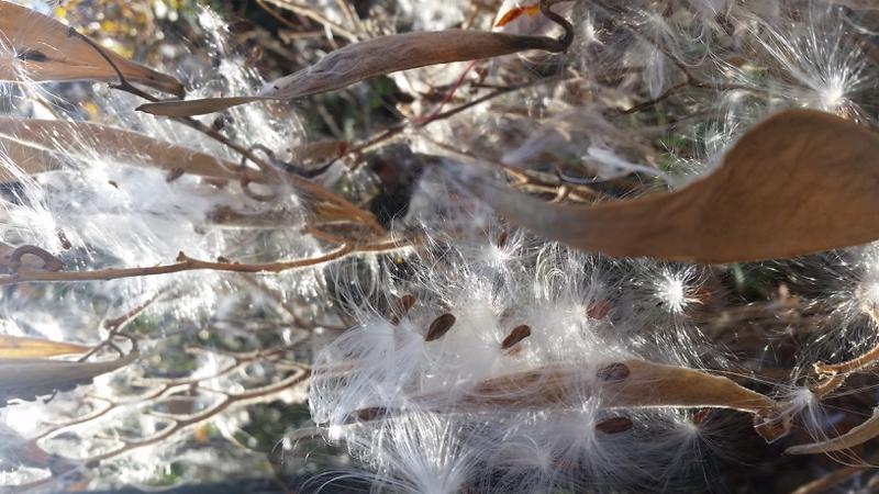 Open milkweed seed pods on a sunny autumn day