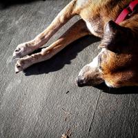 A reddish-brown rat terrier mix with white paws lying in the sun on a gray porch
